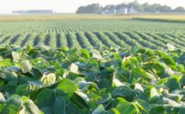 Prev&eacute;n una cosecha de 84 mill./t de soja en Brasil