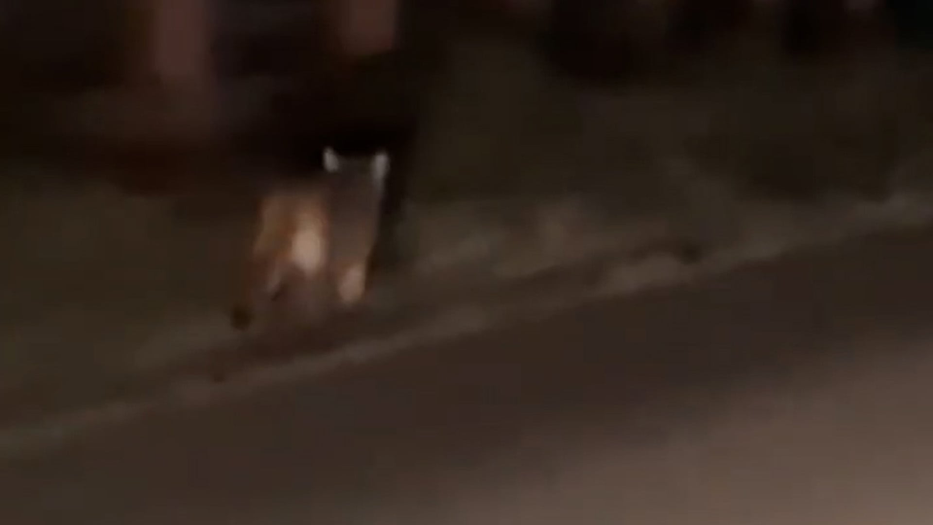 Alerta en Trelew tras el avistamiento de un puma suelto en la ciudad: atacó a dos caballos