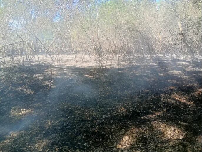 Incendiaron pastizales en un área protegida de Neuquén: la principal hipótesis es que fue provocado