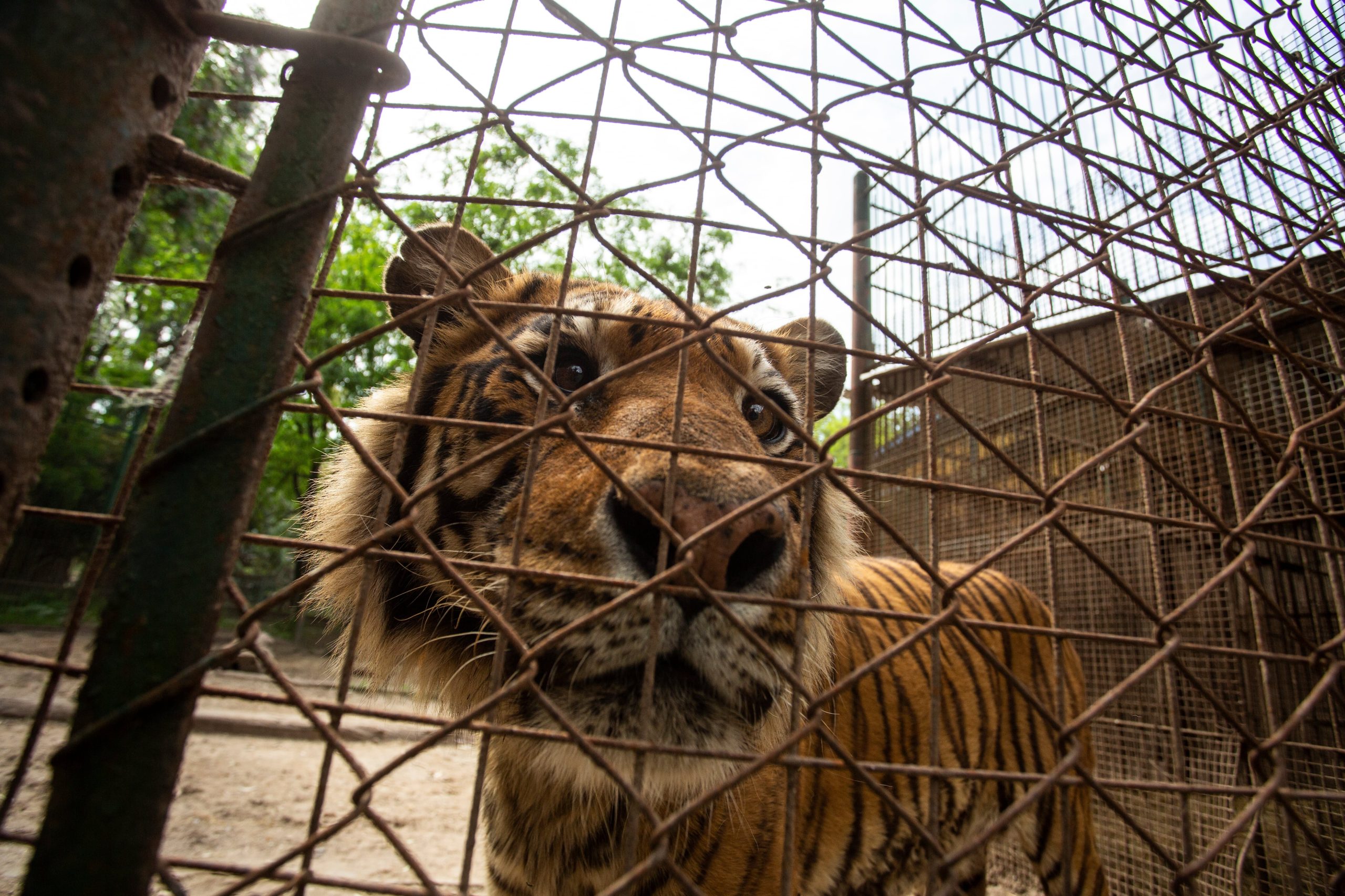 La misión de una ONG para salvar a tigres, leones y osos del ex zoo de Luján: “Es un milagro que no se haya escapado ningún animal”