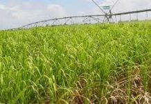 Tecnología de precisión y drones, aliados para monitorear la caña de azúcar