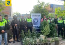 Tucumán La policía secuestró 16 plantas de marihuana en un domicilio de la capital
