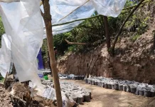 Desmantelan una plantación de marihuana que era preparada en una zona de monte