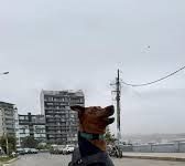 Joven beneficiario de Beca 18 desarrolla tecnología que ayuda a animales amputados a recuperar la movilidad