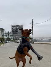 Joven beneficiario de Beca 18 desarrolla tecnología que ayuda a animales amputados a recuperar la movilidad