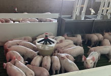 Innovación y eficiencia: la tecnología impulsa a la porcicultura argentina