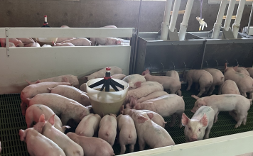 Innovación y eficiencia: la tecnología impulsa a la porcicultura argentina