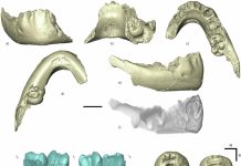 Bebés de hace dos millones de años revelan que existió un ancestro común a todas las especies humanas anterior a la era Cuaternaria