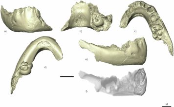 Bebés de hace dos millones de años revelan que existió un ancestro común a todas las especies humanas anterior a la era Cuaternaria