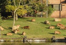 Denuncian envenenamiento de crías de carpinchos en Nordelta