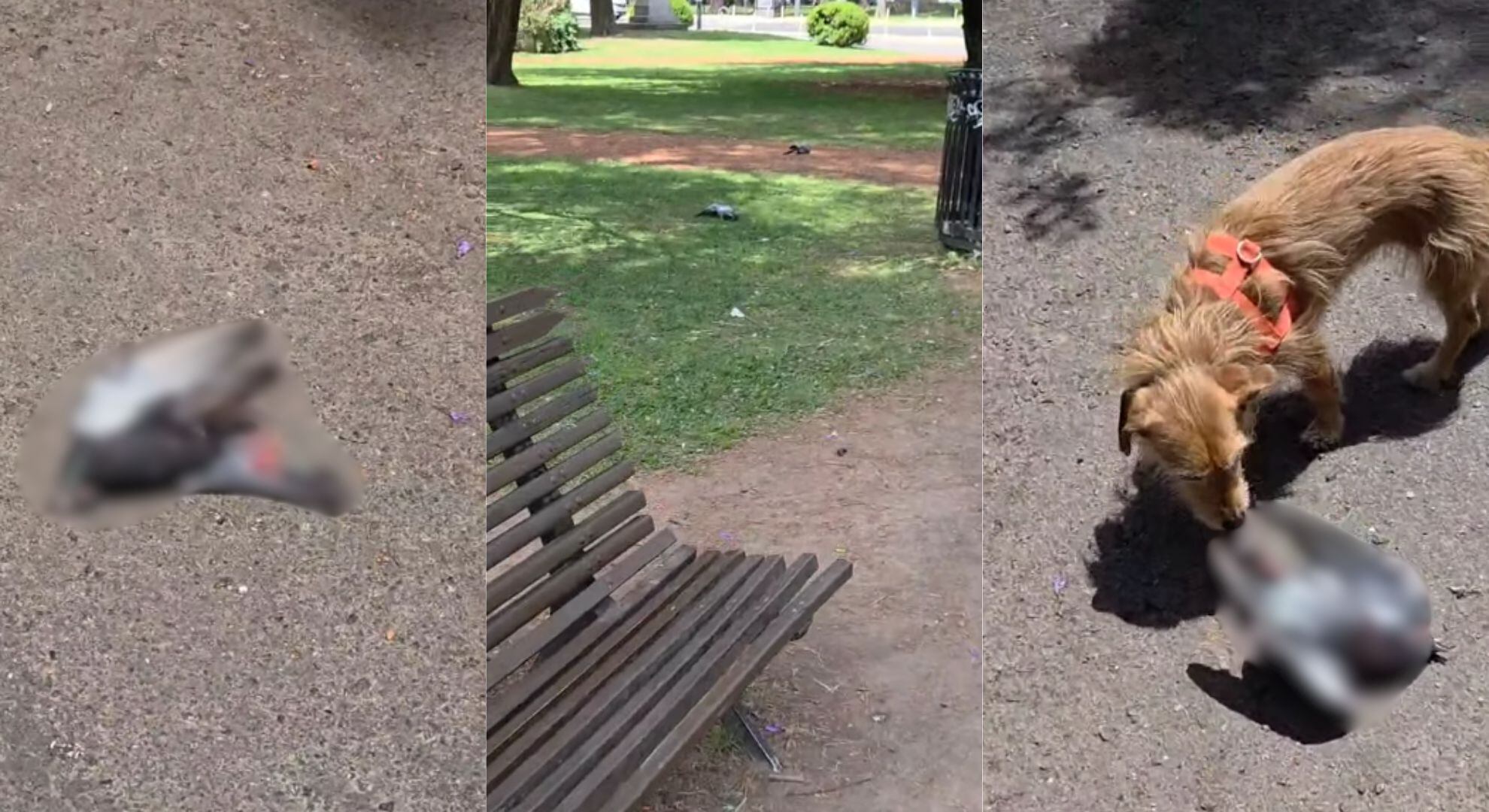 Aparecieron muertas varias palomas en un parque de Rosario e investigan qué sucedió con ellas