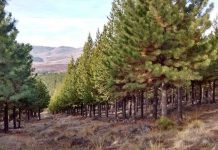 Chubut: plantaron 17.000 árboles nativos para recuperar bosques arrasados por los incendios forestales