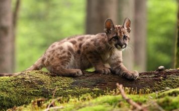 Cómo activar el “modo puma” de WhatsApp