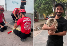 Córdoba: un grupo de bomberos rescató a un gato de pocos meses de vida que había caído en un desagüe
