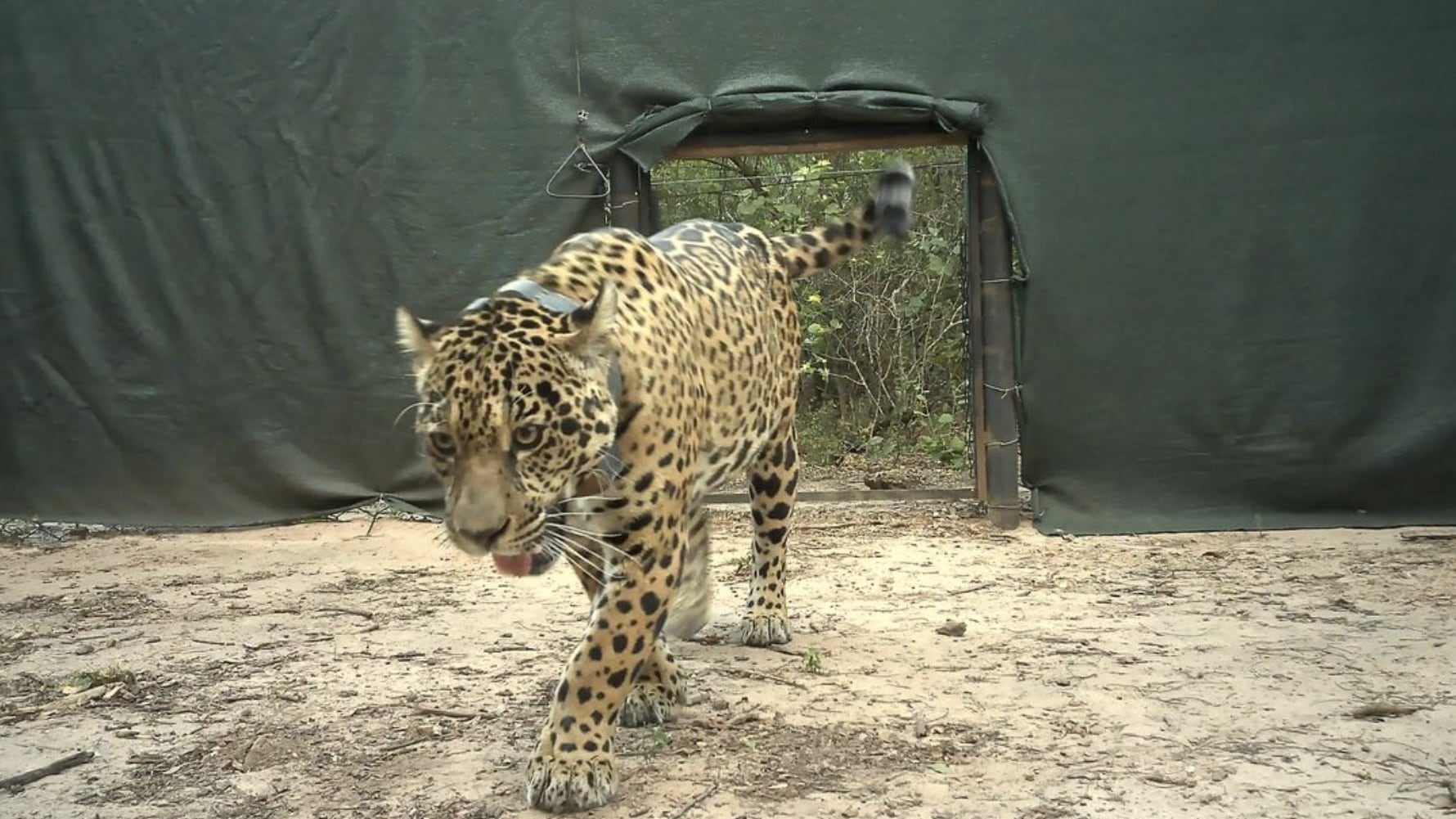 Denunciaron la desaparición de Acaí, la yaguareté silvestre que había sido liberada en El Impenetrable de Chaco