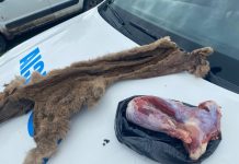 Dos cazadores mataron a un puma y difundieron las fotos como trofeo en las redes sociales