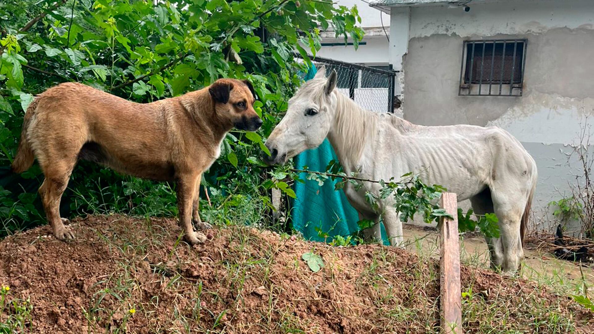La conmovedora amistad entre Ami y Sofía: la perra cuida de la yegua que sobrevivió a los golpes de la tracción a sangre