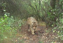 La enigmática desaparición de la yaguareté Acaí: sospechas, hipótesis y una oferta que podría quebrar el silencio en el Impenetrable