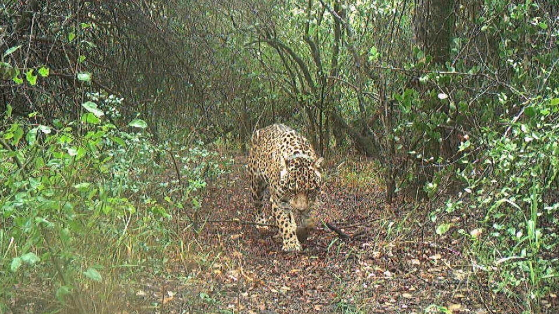 La enigmática desaparición de la yaguareté Acaí: sospechas, hipótesis y una oferta que podría quebrar el silencio en el Impenetrable