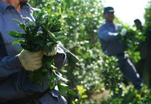 La fragmentación de los yerbateros aleja el riesgo de que la desregulación cause una crisis política en Misiones