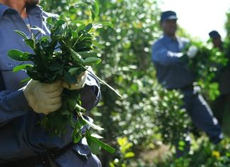 La fragmentación de los yerbateros aleja el riesgo de que la desregulación cause una crisis política en Misiones