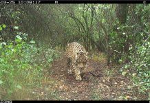 Parques Nacionales ofrece $250 millones de recompensa por aportar datos de Acaí, la yaguareté desaparecida en Chaco