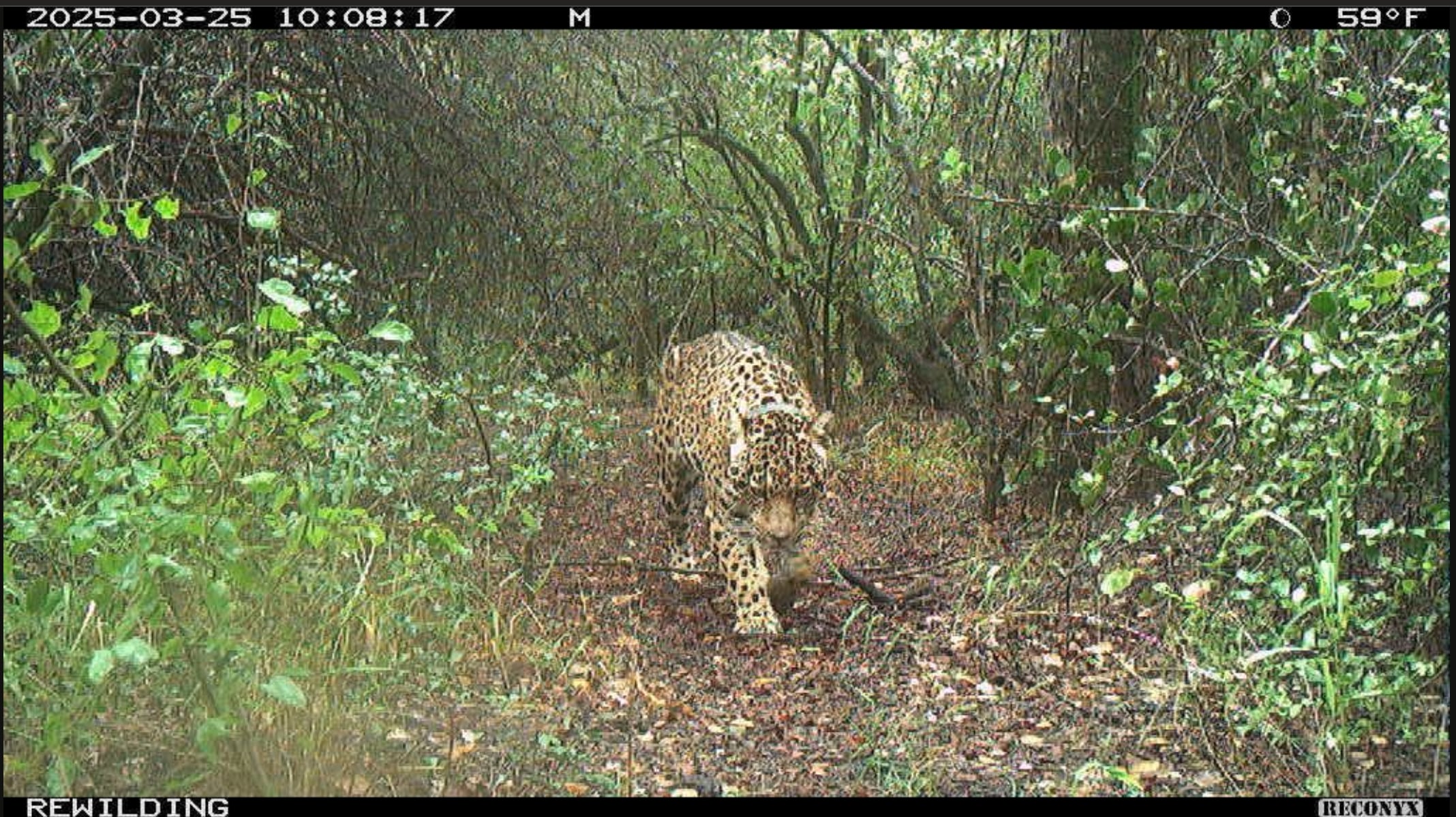 Parques Nacionales ofrece $250 millones de recompensa por aportar datos de Acaí, la yaguareté desaparecida en Chaco