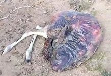 Productores de Chubut denuncian una matanza de guanacos en sus campos: “Los asesinan brutalmente, sin escrúpulos”