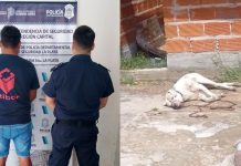 Sacrificó a su dogo porque atacó a un menor: terminó detenido por maltrato animal y por las lesiones del niño