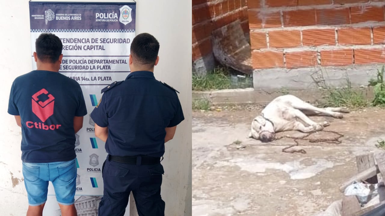 Sacrificó a su dogo porque atacó a un menor: terminó detenido por maltrato animal y por las lesiones del niño