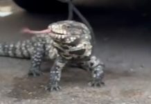 Sorpresa en Santa Fe: hallaron un lagarto overo atrapado en el motor de un auto