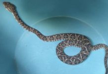 Susto en Córdoba: una mujer encontró una yarará sobre su cama en plena tarde