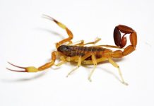 Un niño fue picado por un alacrán en su casa de Gualeguaychú: encontraron 12 ejemplares de ese arácnido en el lugar