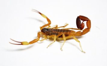 Un niño fue picado por un alacrán en su casa de Gualeguaychú: encontraron 12 ejemplares de ese arácnido en el lugar