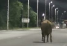 Un toro suelto provocó un accidente y una inesperada discusión política en Arroyo Seco