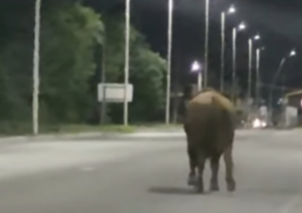 Un toro suelto provocó un accidente y una inesperada discusión política en Arroyo Seco