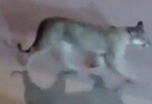 Valeria del Mar: grabaron a un puma suelto caminando por la calle cerca de un balneario