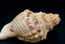 Hallan caracolas de 6.000 años usadas como instrumentos en Cataluña y revolucionan la historia de la música en Europa