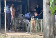 Con un fuerte operativo enjaularon a tres perros por el ataque a un nene de 9 años en Córdoba