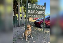 Curso de sensibilización y prohibición de acercamiento a animales: condenaron a dos hombres acusados de torturar y matar a un perro en Jujuy