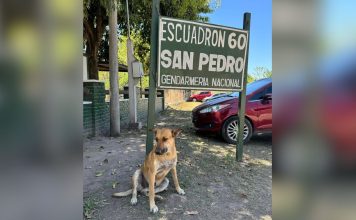 Curso de sensibilización y prohibición de acercamiento a animales: condenaron a dos hombres acusados de torturar y matar a un perro en Jujuy