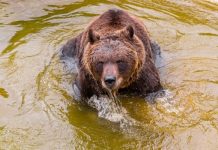 Le detectaron un tumor a Koda, el oso que vive en el Parque de Biodiversidad de Córdoba: cómo será el tratamiento