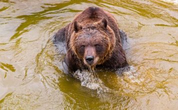 Le detectaron un tumor a Koda, el oso que vive en el Parque de Biodiversidad de Córdoba: cómo será el tratamiento