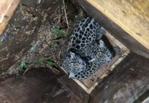 Misiones: encontraron a una yaguareté herida junto a sus crías, fue liberada y ahora continuará siendo monitoreada