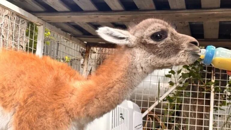 Santa Cruz: rescataron a una cría de guanaco que era ofrecida en un grupo de compra y venta por redes sociales