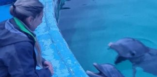 Trasladaron a diez delfines del ex Aquarium de Mar del Plata hasta una playa de Egipto: cómo fue el operativo